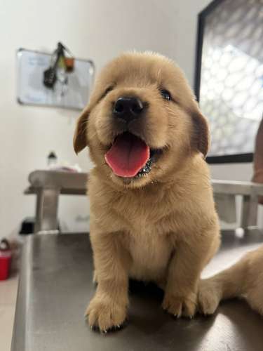 GOLDEN RETRIVER 2 MESES MACHOS LISTOS PARA ENTREGA 15 OCTUBRE 2026