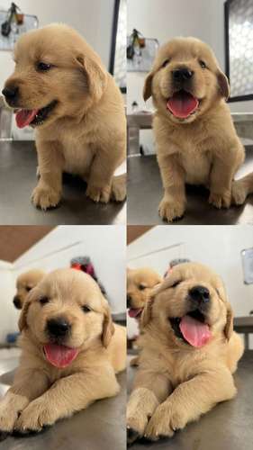 GOLDEN RETRIVER 2 MESES MACHOS LISTOS PARA ENTREGA 15 OCTUBRE 2026