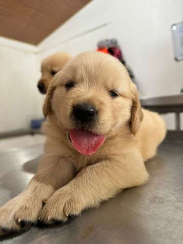 GOLDEN RETRIVER 2 MESES MACHOS LISTOS PARA ENTREGA 15 OCTUBRE 2026
