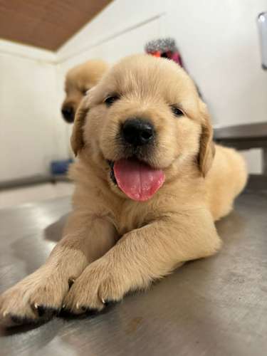 GOLDEN RETRIVER 2 MESES MACHOS LISTOS PARA ENTREGA 15 OCTUBRE 2026