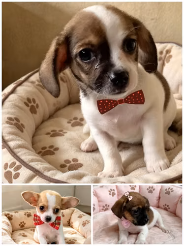 2 machos y una hembra chihuahua 
