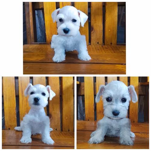Schnauzer 2 meses entrega 11 octubre 2026
