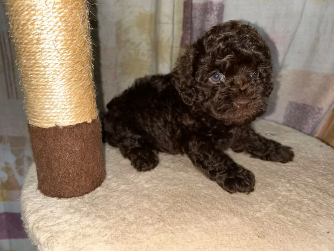 French poodle hembra y macho! Chihuahua cabeza manzana hembra 