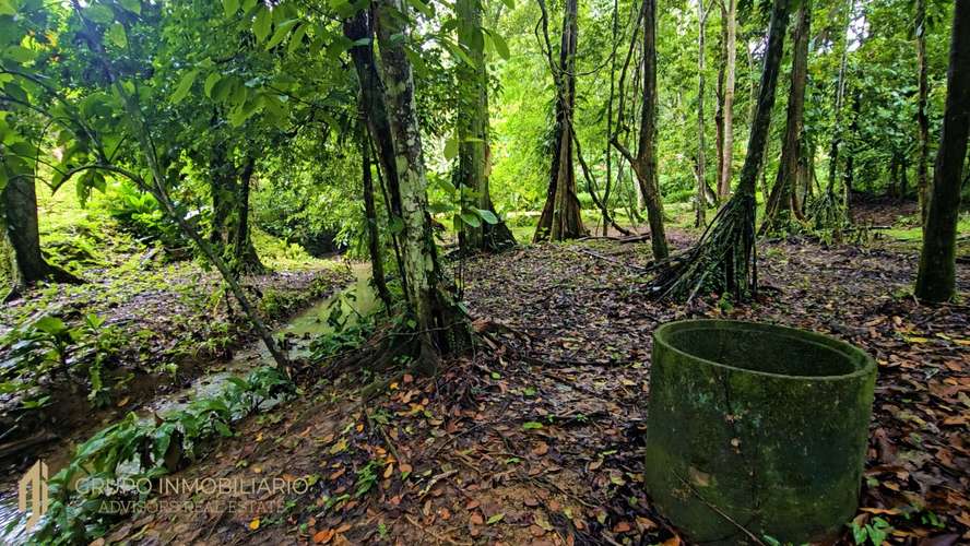 Sale 10.7 Acres of Private Caribbean Rainforest in Costa Rica Near Puerto Viejo, Playa Chiquita & Punta Uva -04 - Imagen 15