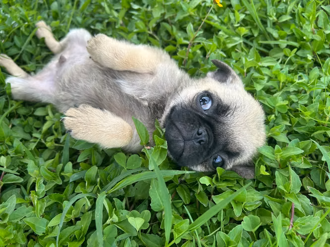 Pug Carlino machito 
