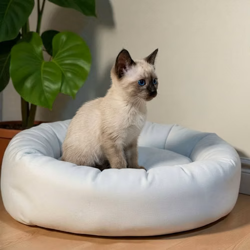 Gatito SIAMES disponible - Imagen 10