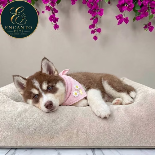 Cachorro HUSKY SIBERIANO disponible - Imagen 3