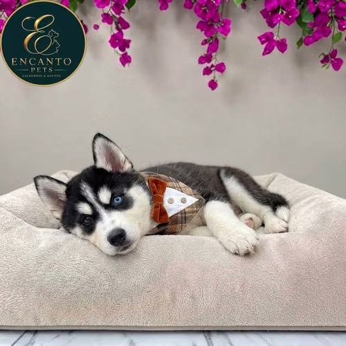 Cachorro HUSKY SIBERIANO disponible - Imagen 9