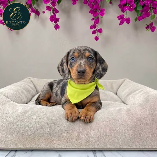Cachorro Salchicha Miniatura Arlequín Plata / Miniature Dachshund Dapple Silver disponible