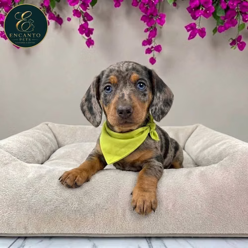 Cachorro Salchicha Miniatura Arlequín Plata / Miniature Dachshund Dapple Silver disponible - Imagen 2