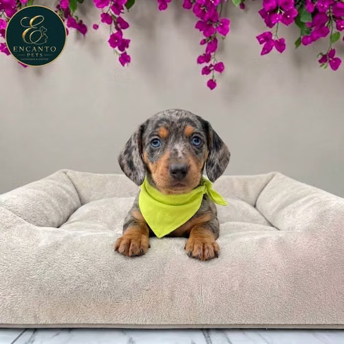 Cachorro Salchicha Miniatura Arlequín Plata / Miniature Dachshund Dapple Silver disponible - Imagen 3