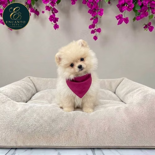 Cachorro POMERANIAN CARA DE OSO disponible