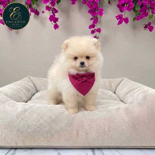 Cachorro POMERANIAN CARA DE OSO disponible - Imagen 3