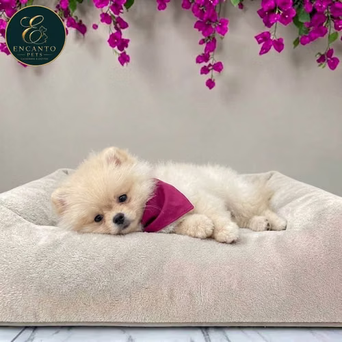 Cachorro POMERANIAN CARA DE OSO disponible - Imagen 2