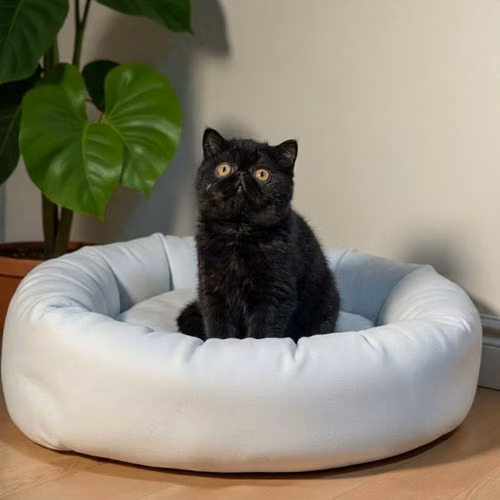 Gatito EXOTICO DE PELO CORTO disponible - Imagen 10