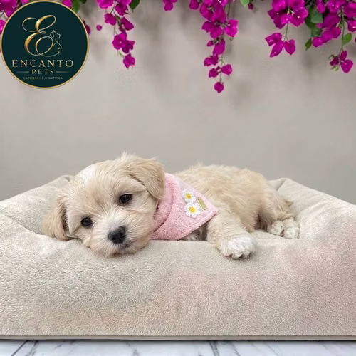 Cachorro MALTIPOO disponible - Imagen 5