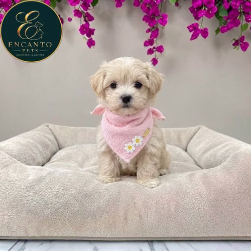 Cachorro MALTIPOO disponible - Imagen 4