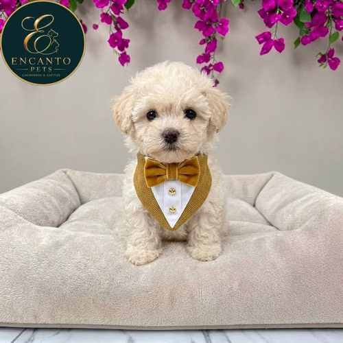 Cachorro French Poodle Mini Tradicional / Miniature Poodle disponible - Imagen 2