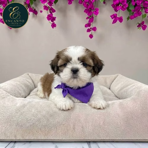 Cachorro SHIH TZU disponible - Imagen 10