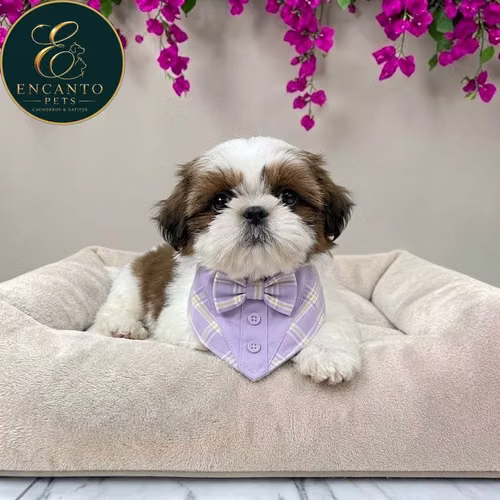 Cachorro SHIH TZU disponible - Imagen 2