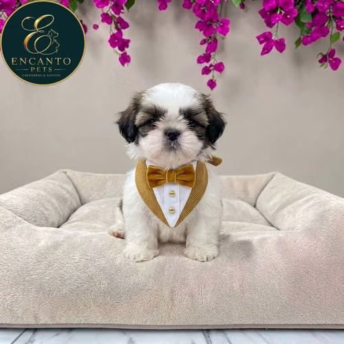 Cachorro SHIH TZU disponible - Imagen 6