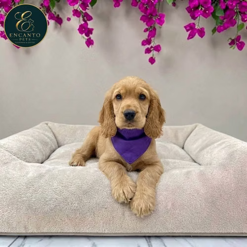Cachorro Cocker Spaniel Ingles Beige Tradicional / English Cocker Spaniel Buff disponible