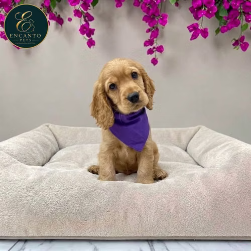 Cachorro Cocker Spaniel Ingles Beige Tradicional / English Cocker Spaniel Buff disponible - Imagen 2