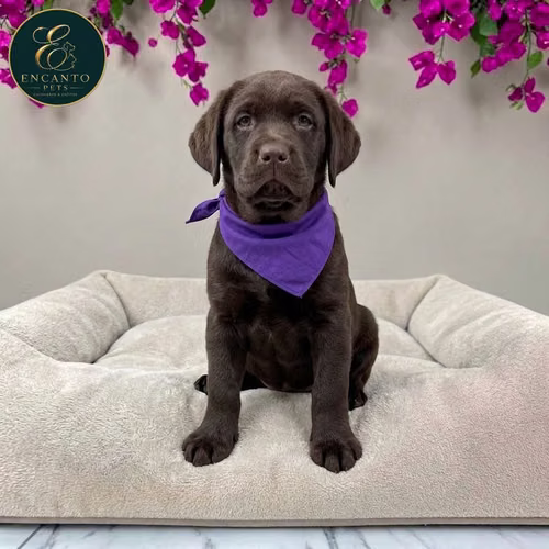 Cachorro LABRADOR RETRIEVIER CHOCOLATE LINEA AMERICANA disponible - Imagen 6