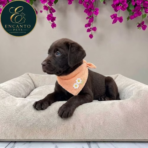 Cachorro LABRADOR RETRIEVIER CHOCOLATE LINEA AMERICANA disponible - Imagen 2