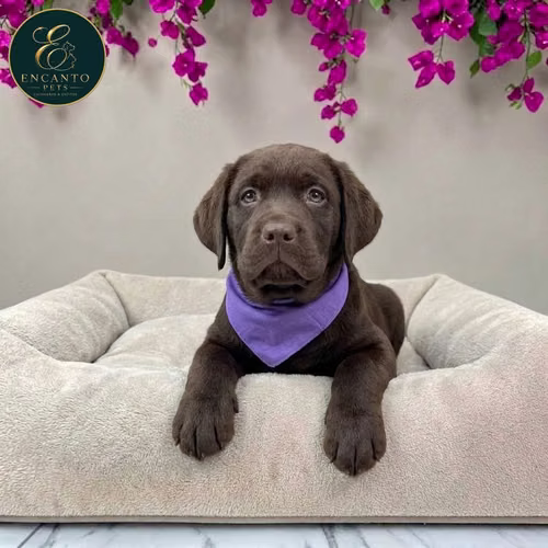 Cachorro LABRADOR RETRIEVIER CHOCOLATE LINEA AMERICANA disponible - Imagen 5