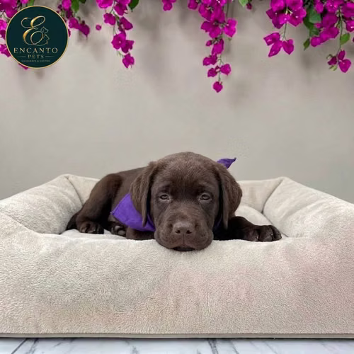 Cachorro LABRADOR RETRIEVIER CHOCOLATE LINEA AMERICANA disponible - Imagen 4