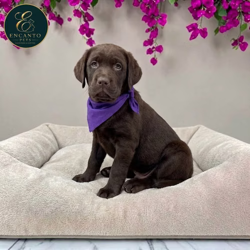 Cachorro LABRADOR RETRIEVIER CHOCOLATE LINEA AMERICANA disponible - Imagen 7