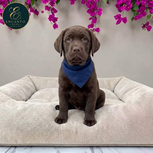 Cachorro LABRADOR RETRIEVIER CHOCOLATE LINEA AMERICANA disponible - Imagen 10