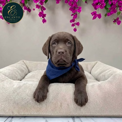 Cachorro LABRADOR RETRIEVIER CHOCOLATE LINEA AMERICANA disponible - Imagen 9