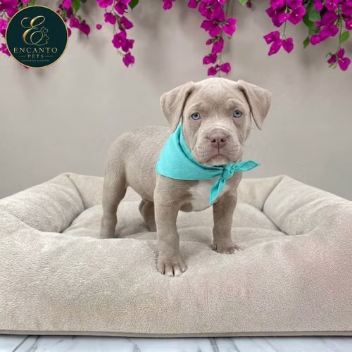 Cachorro AMERICAN STAFFORD disponible - Imagen 4