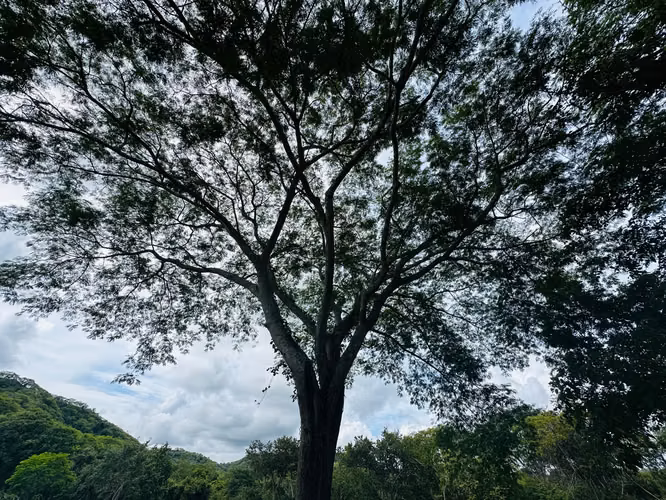 Terreno para desarrollo en Tamarindo: 32 hectáreas con plan maestro de 57 unidades. - Imagen 12