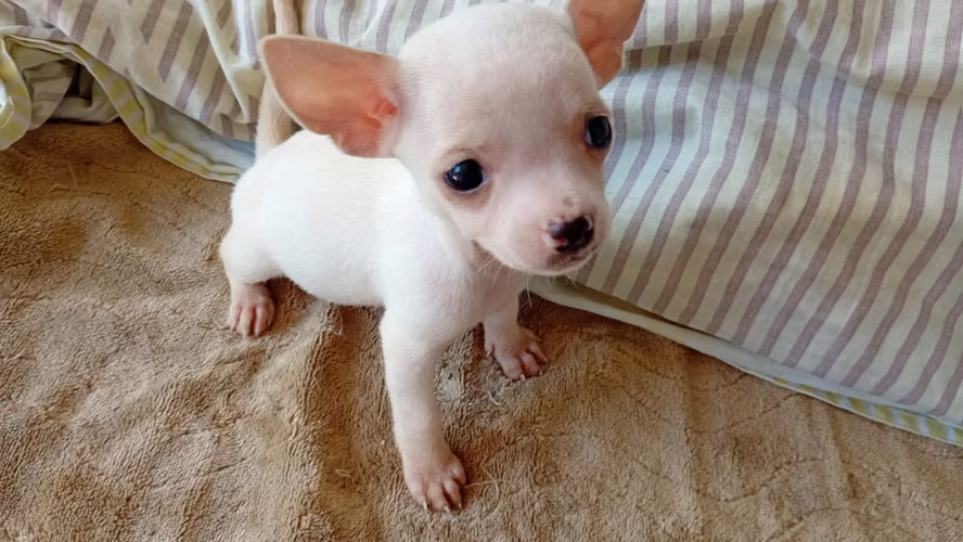 Chihuahua hembra 