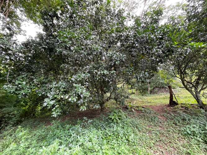 VENTA DE HERMOSA FINCA EN GUAITIL ACOSTA