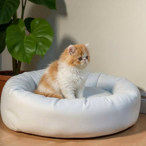 Gatito PERSA disponible - Imagen 5