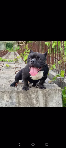 Vendo cachorro bully poket
