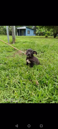 Vendo cachorro bully poket