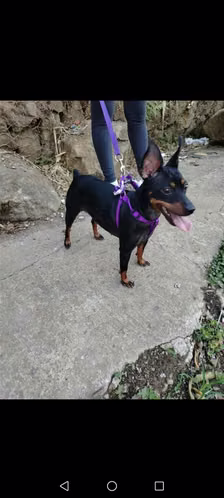 Vendo 2 cachorros mini pincher