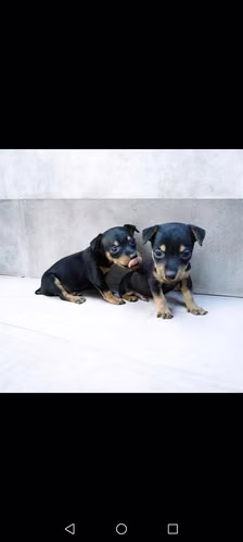 Vendo 2 cachorros mini pincher