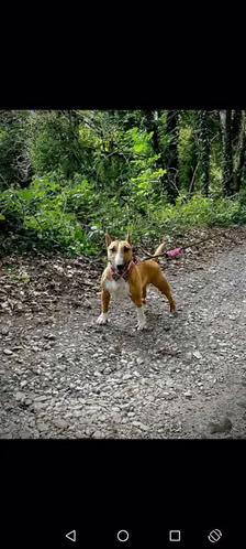 Vendo cachorra bullterrier 
