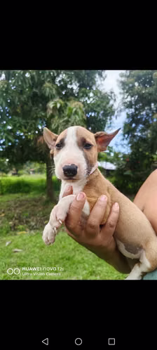 Vendo cachorra bullterrier 