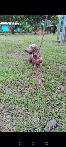 Vendo cachorra salchicha arlequín  - Imagen 2