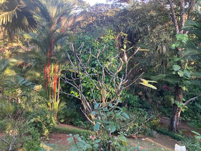 Casa con jardin botanico en Ojochal de Osa , Playa Tortuga.