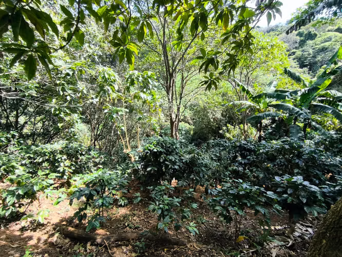 Se vende terreno con cafetal variedad arábico y geisha - Imagen 8