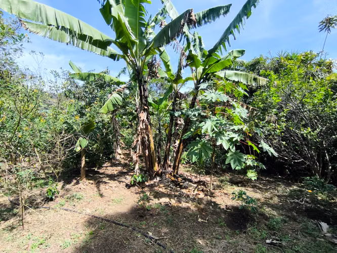 Se vende terreno con cafetal variedad arábico y geisha - Imagen 5