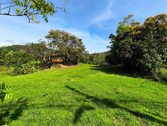 Se vende terreno con cafetal variedad arábico y geisha - Imagen 2